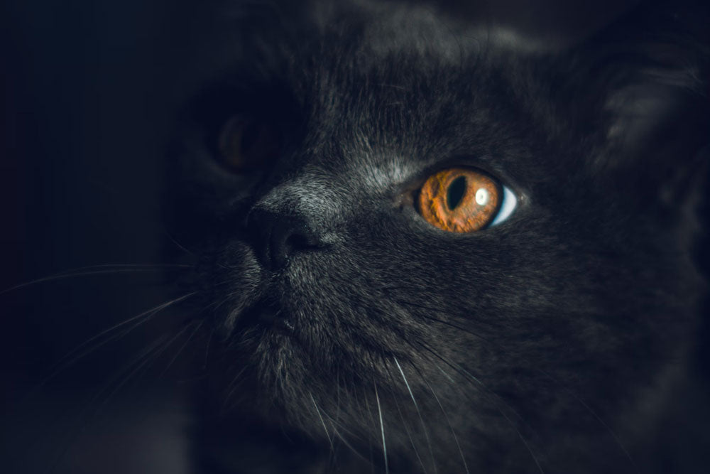 Black Cats Are GOOD Luck