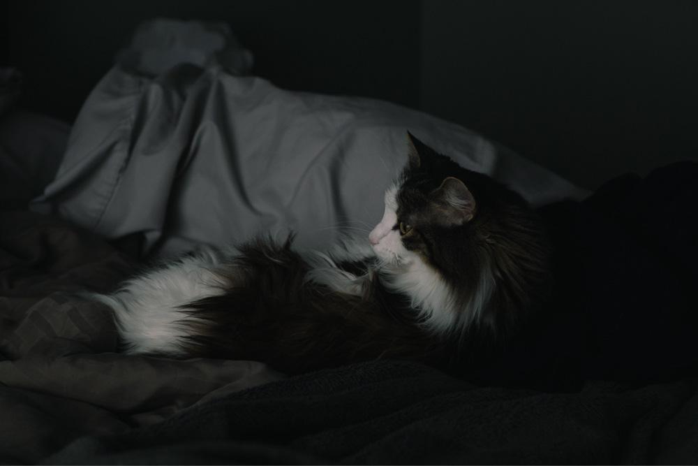 Dealing with Annoying Night-time Behaviours