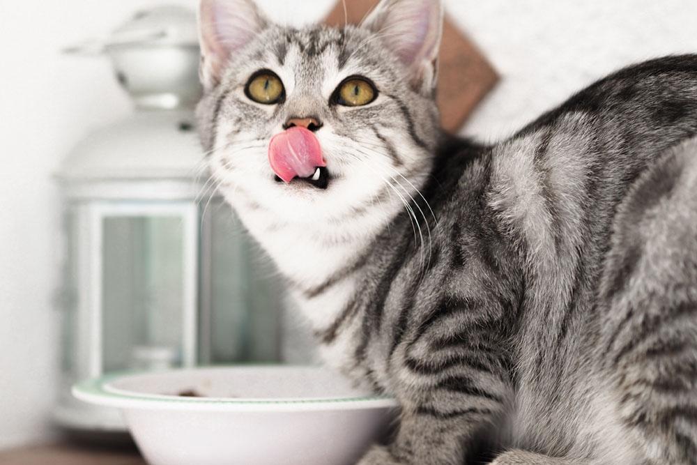 Dealing with your Cat's Food Obsession