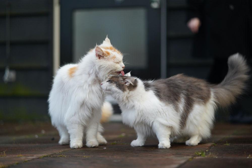 Nice To Meet You: The Basics of Cat To Cat Introductions