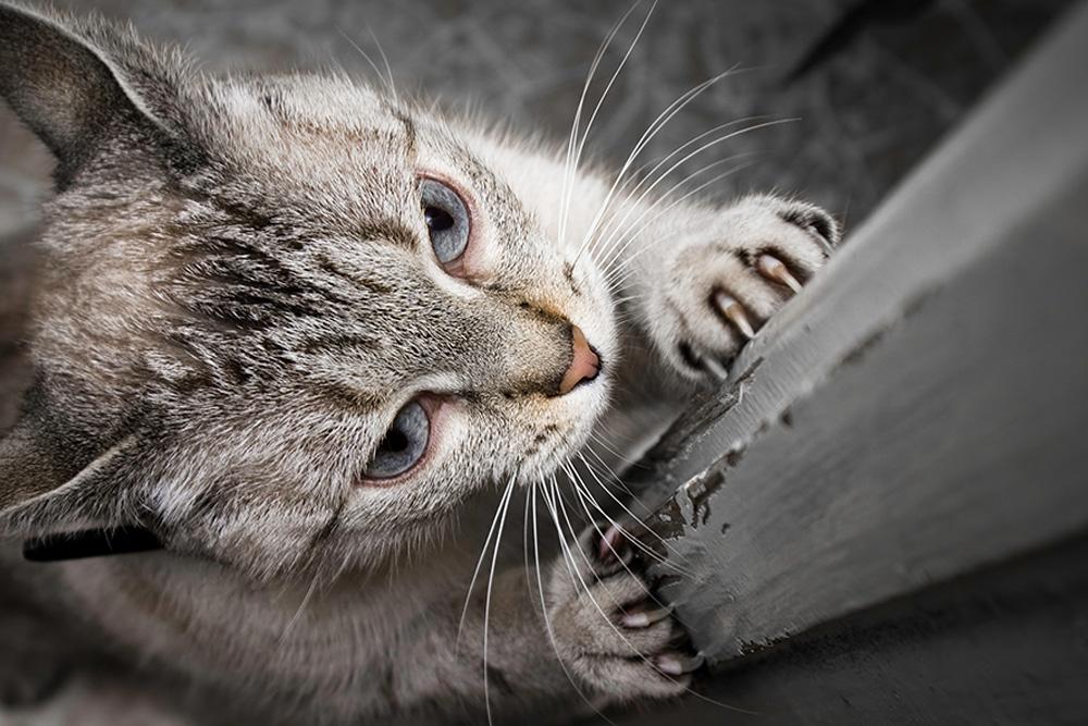 How to stop Cats scratching and destroying furniture New Zealand