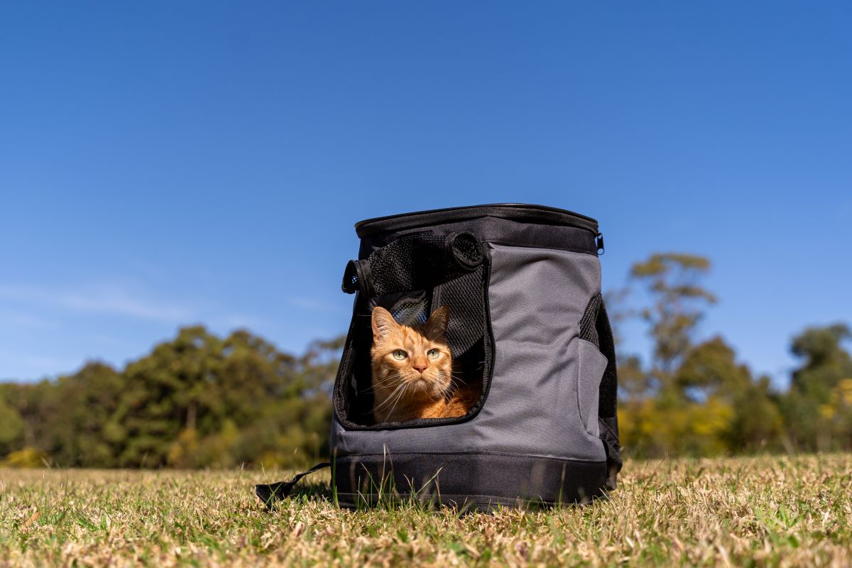 Backpack Cat Carrier