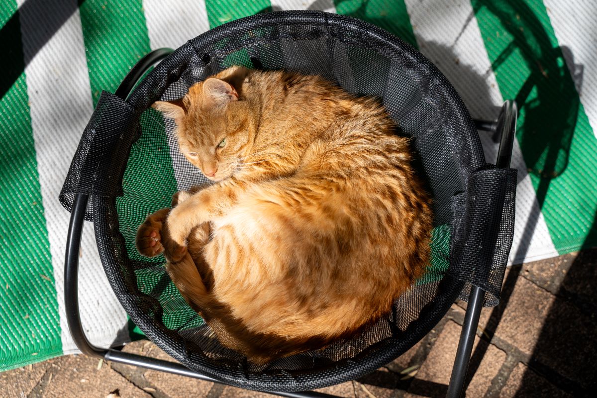 Skywalks Floor Cat Hammock – With Stand