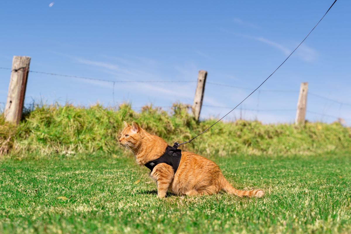 Cat Harness with Vest