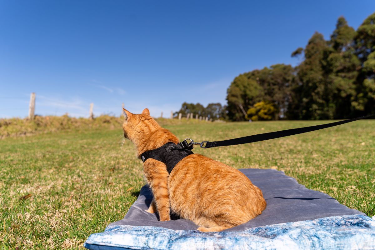 Cat Harness with Vest