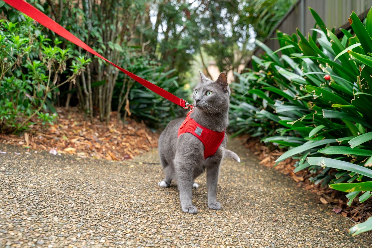 Cat Harness with Vest - Red