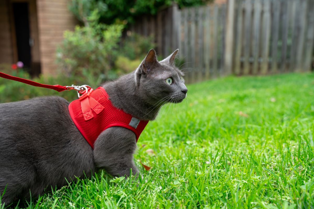 Cat Harness with Vest - Red