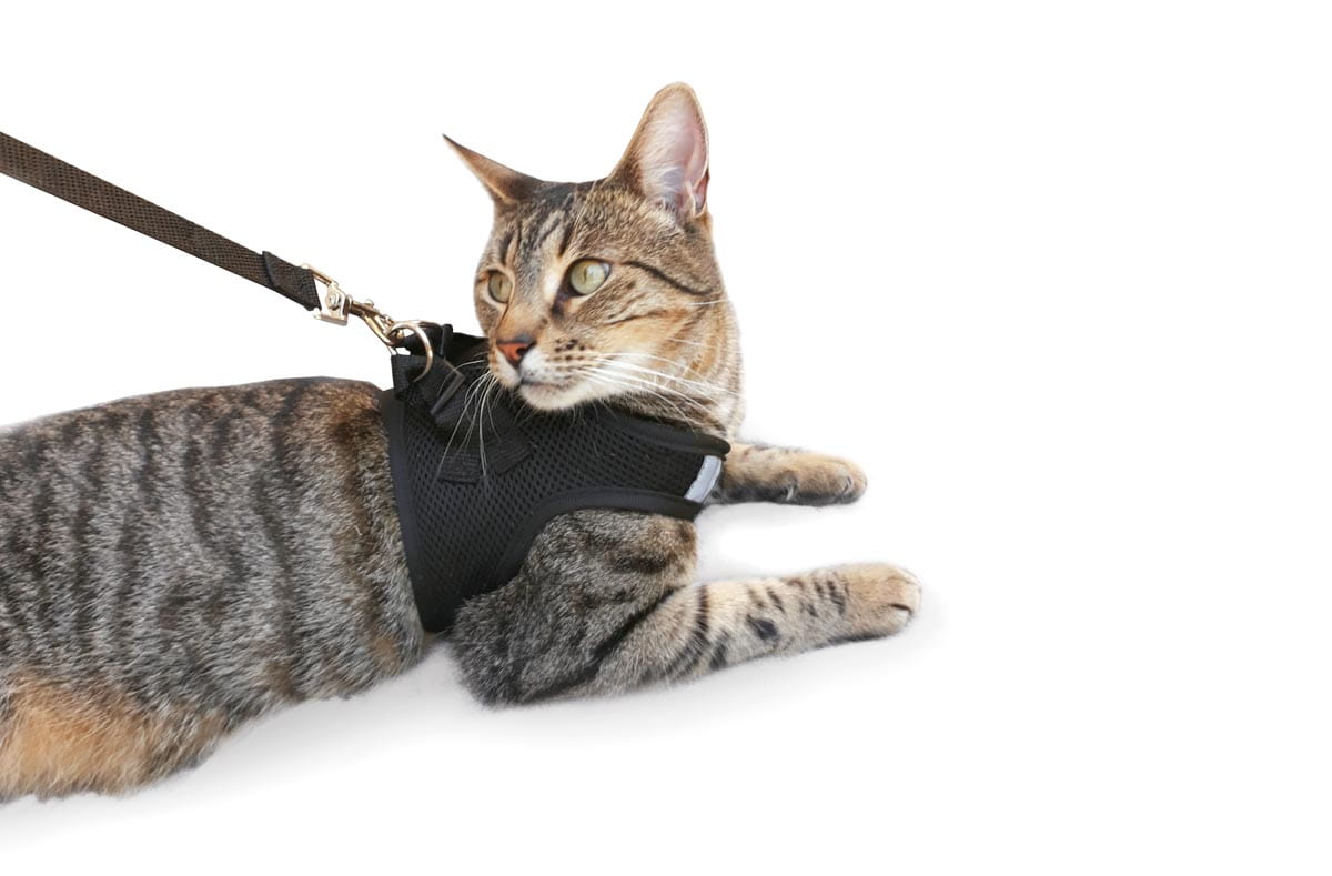 Cat Harness with Vest