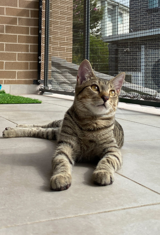 Catnet Catnets | Cat Enclosures, Cat nets, Cat Netting, Cat Runs, Containment ...