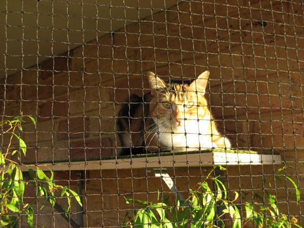 Catnets Cat Netting (by the metre) Cat Netting (by-the-metre) Stone