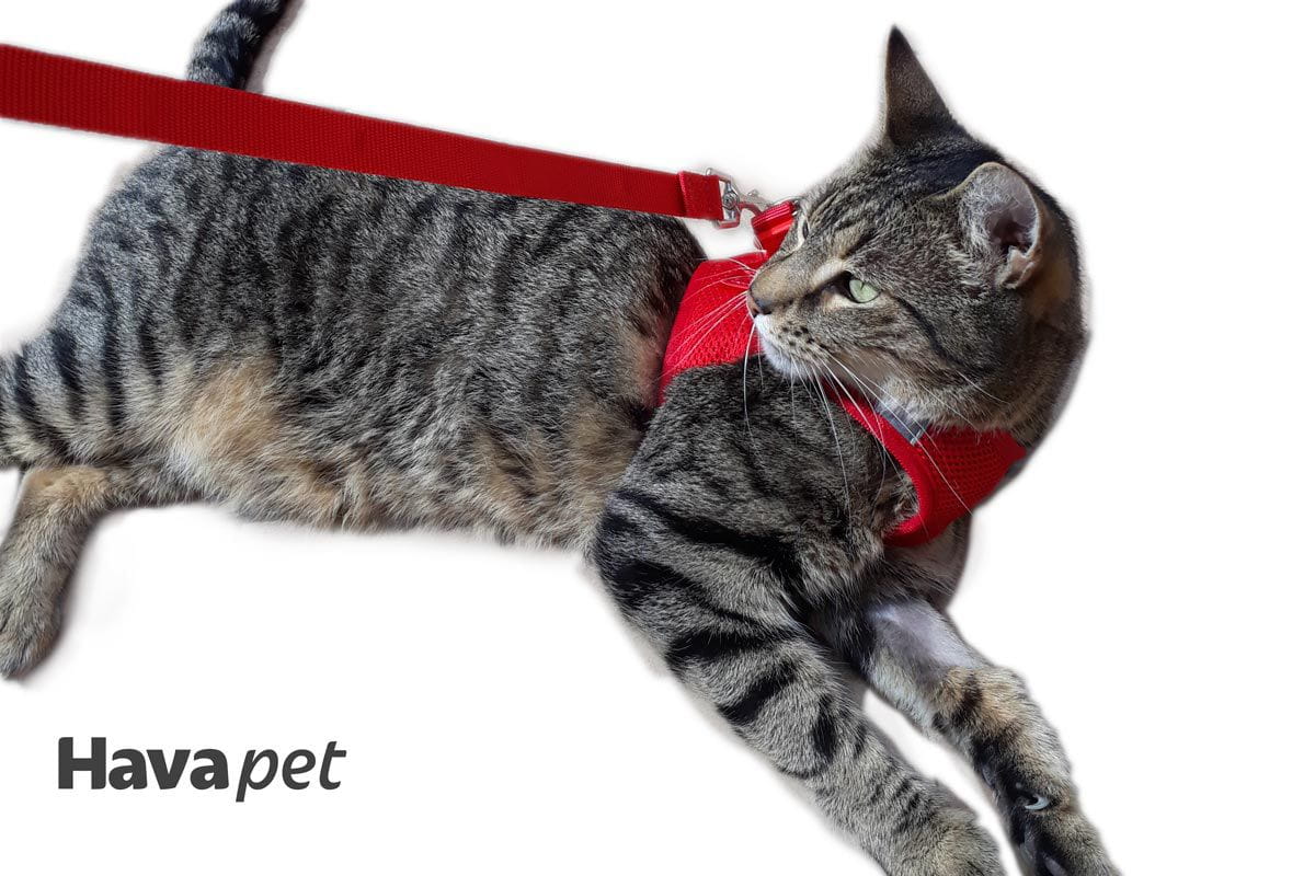 Havapet Pet Collars & Harnesses Cat Harness with Vest - Red
