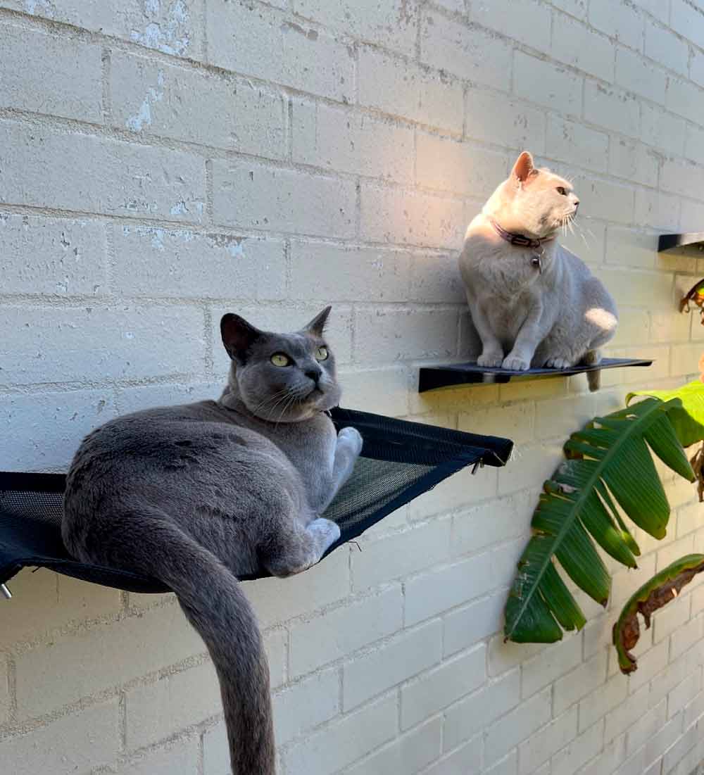 Cat Ramps On Walls